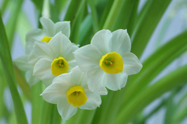 水仙花謝了以后怎樣處理，修剪球莖后埋土養(yǎng)護(hù)"