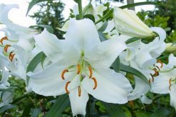 香水百合的養(yǎng)殖方法，香水百合的四大養(yǎng)殖技巧"