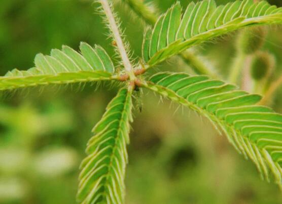 含羞草為什么會(huì)閉合，講述最科學(xué)的合理解釋(葉枕水分感應(yīng))"