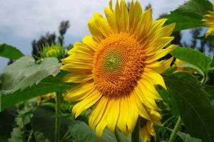 向日葵什么時(shí)候開花，向日葵一年開幾次花/每年一次