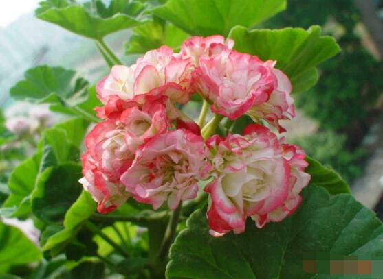 天竺葵的養(yǎng)殖方法，老農(nóng)教你八大基本養(yǎng)殖要點(diǎn)"