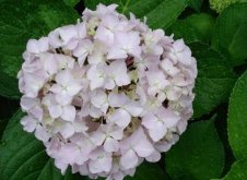 八仙繡球花的養(yǎng)殖方法，注意土壤質量和澆水方式很重要"