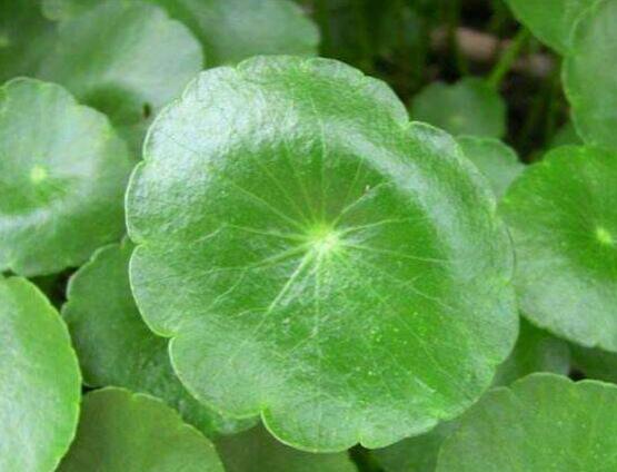 銅錢(qián)草水培變黃怎么辦，做好六大要點(diǎn)變得青翠碧綠"