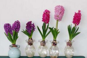 水培風信子多久換一次水，生長期可一周換水一次"