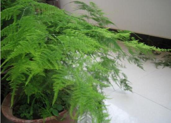 文竹怎么修剪，文竹的修剪方法圖解"