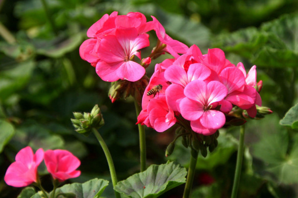 大花天竺葵怎么養(yǎng)，選用富含腐殖質(zhì)營養(yǎng)的土壤栽培"