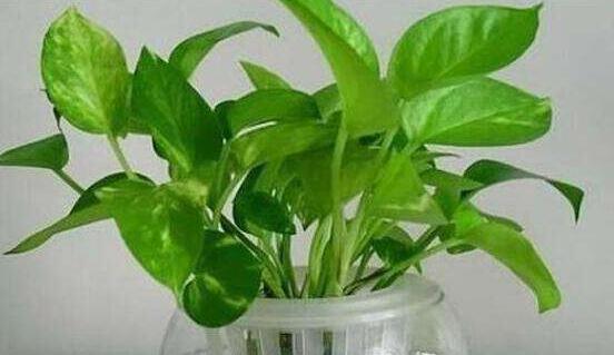 水培綠蘿怎么養(yǎng)，做好四點(diǎn)就能養(yǎng)得枝繁葉茂"