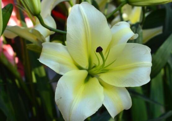 香水百合和百合的區(qū)別，教你三種區(qū)別方法(出生/株型/花語)"