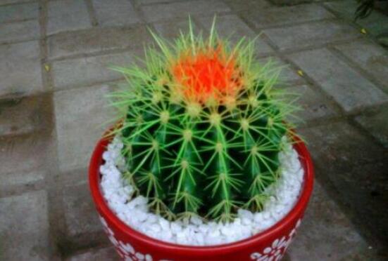 仙人球防輻射嗎，不能/只能防太陽紫外線(光學(xué)輻射)"