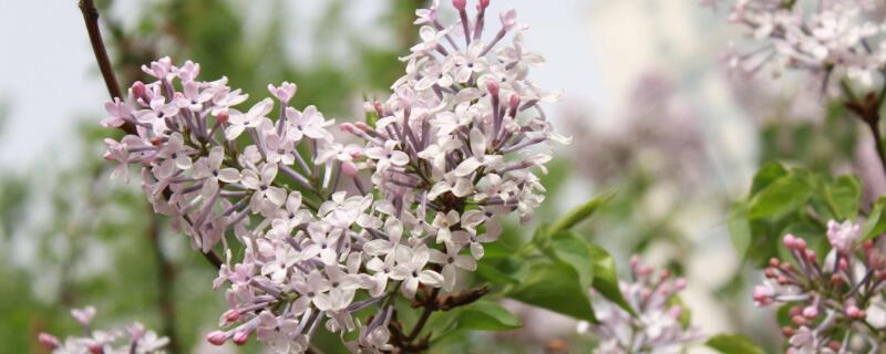 丁香植物是什么樣子"