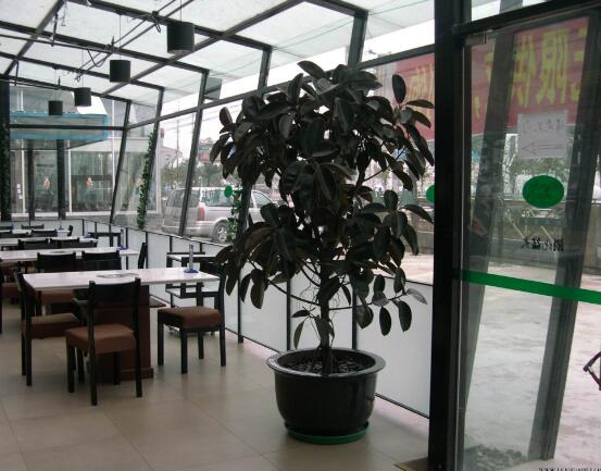 橡皮樹(shù)常見(jiàn)品種，盤(pán)點(diǎn)最好看的五大種類(lèi)"