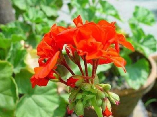 繡球花的栽培管理技術(shù)，老農(nóng)教你最實(shí)用的七大養(yǎng)殖方法"