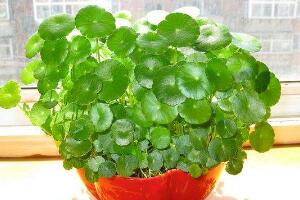 銅錢(qián)草怎么養(yǎng)比較茂盛，銅錢(qián)草的養(yǎng)殖方法"