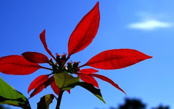 一品紅花放室內(nèi)對身體有害嗎，可以放在室內(nèi)但是不要碰到它的汁液"