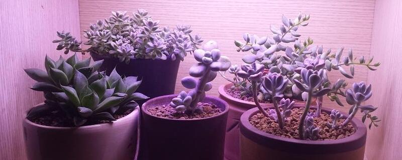 多肉補(bǔ)光燈怎么選"