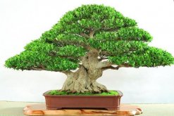 榕樹盆景有什么作用，觀賞、藥用以及風水三個方面"