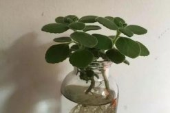 碰碰香怎么水培，只需簡單幾步就可以完成水培"