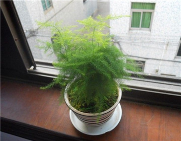 影響文竹開花結籽的原因有哪些"