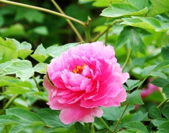 牡丹花語寓意，富貴吉祥、繁榮昌盛/吉祥幸福、美好憧憬"