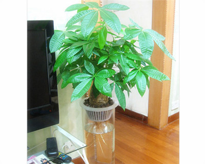 發(fā)財樹可以水培嗎