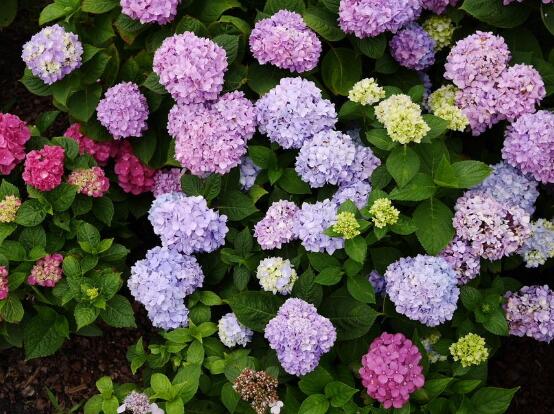 繡球花夏季怎么養(yǎng)，六個方法教你安然度夏"