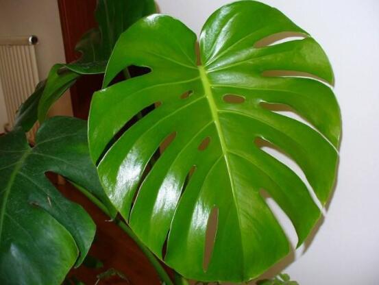 家里養(yǎng)龜背竹好嗎，吸收甲醛、凈化空氣、招財(cái)增壽"