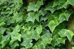 常春藤哪個品種最好，中華常春藤最為常見"