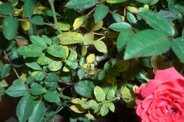 玫瑰花葉子黃了怎么辦，調(diào)節(jié)水分/改善光照和溫度"