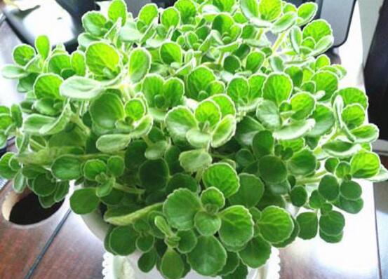 碰碰香有毒嗎，碰碰香一碰就芳香怡人"