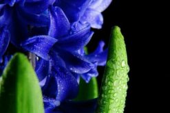 風信子的分球繁殖法，四個步驟學會分球繁殖風信子"