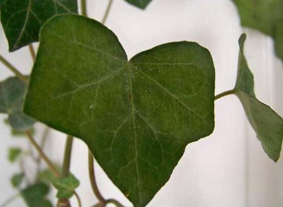 常春藤怎么扦插，做好六大要點存活率百分百"