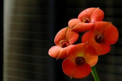 虎刺梅和金剛纂的區(qū)別，通過枝干、葉片、花朵進(jìn)行區(qū)分"