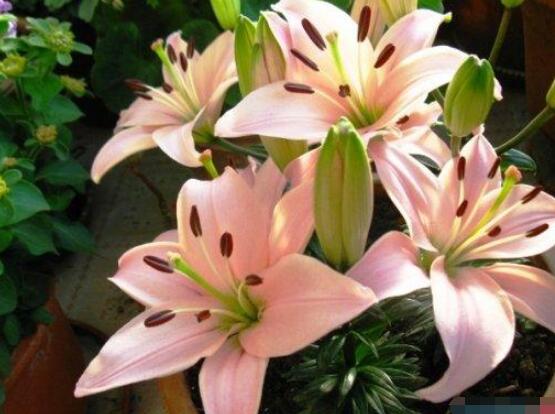 百合花盆栽的養(yǎng)殖方法，老農(nóng)教你最簡單六種基本養(yǎng)殖方法"