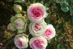 月季花可不可以淋雨，可以淋雨但不能過(guò)量"