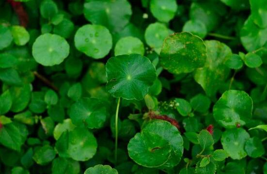 銅錢(qián)草的禁忌擺放位置，只要注意這四大位置便可"