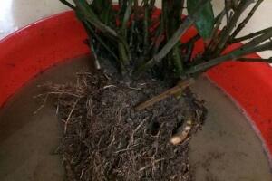 梔子花爛根還能活嗎，梔子花爛根怎么辦"