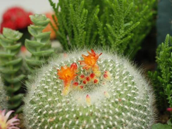 仙人球的寓意，寓意著外表堅強而內(nèi)心柔軟"