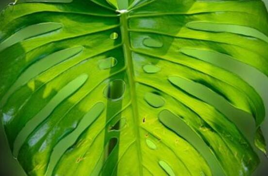 龜背竹有毒嗎，龜背竹可以放入室內(nèi)養(yǎng)嗎"