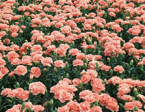 康乃馨花苞干癟怎么救，三種原因以及解決辦法"