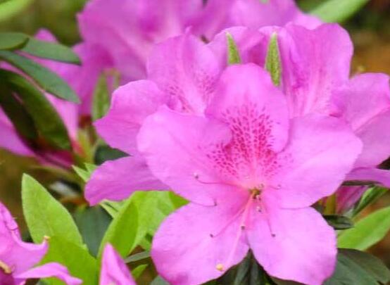 杜鵑花怎么修剪，杜鵑花修剪方法"