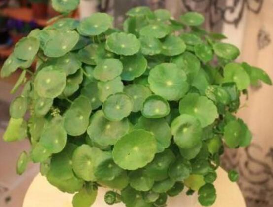 土培銅錢(qián)草怎么養(yǎng)，掌握八點(diǎn)因素就可以爆盆了（適合新手）"