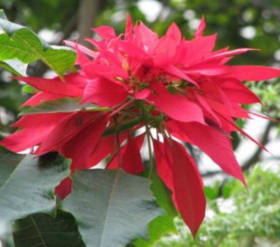 一品紅能放家里養(yǎng)殖嗎，凈化空氣、共祝新生的美好"