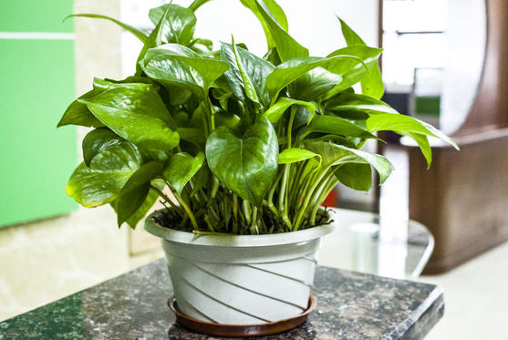 綠蘿用什么盆養(yǎng)好，塑料盆與紫砂盆是養(yǎng)殖最佳選擇"