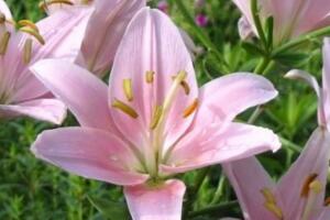 百合養(yǎng)殖方法和注意事項，保證土壤呈微酸性半月施肥一次"