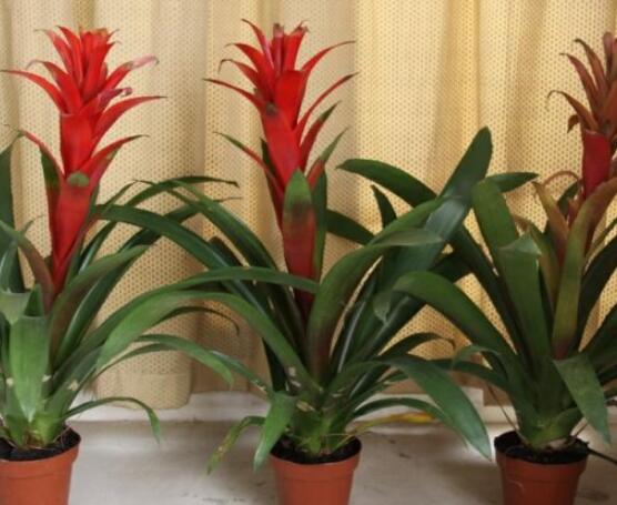 怎么讓鴻運(yùn)當(dāng)頭開(kāi)花，做好四個(gè)基本要點(diǎn)花開(kāi)爆盆"