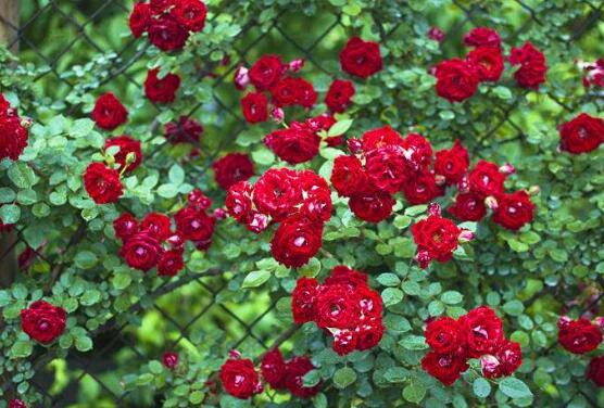 藤本月季的主要品種，盤點八大最美麗的品種"