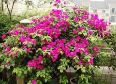 三角梅有毒嗎，三角梅可以放在臥室嗎/有毒不可以"