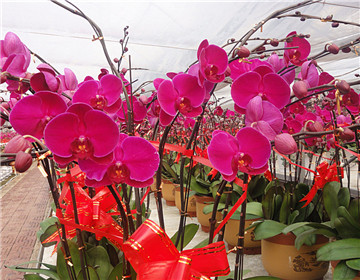 蝴蝶蘭施肥方法和注意事項(xiàng)"