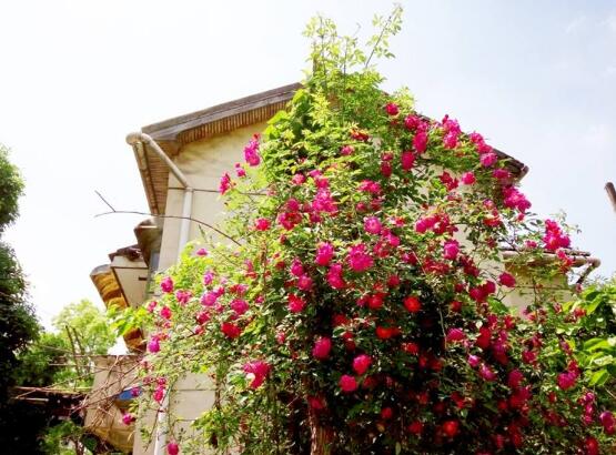 薔薇花怎么扦插，薔薇花扦插方法"