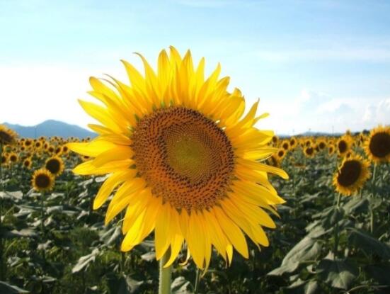 向日葵代表什么意思，代表著太陽、沉默的愛(不同朵數(shù)不同意義)"